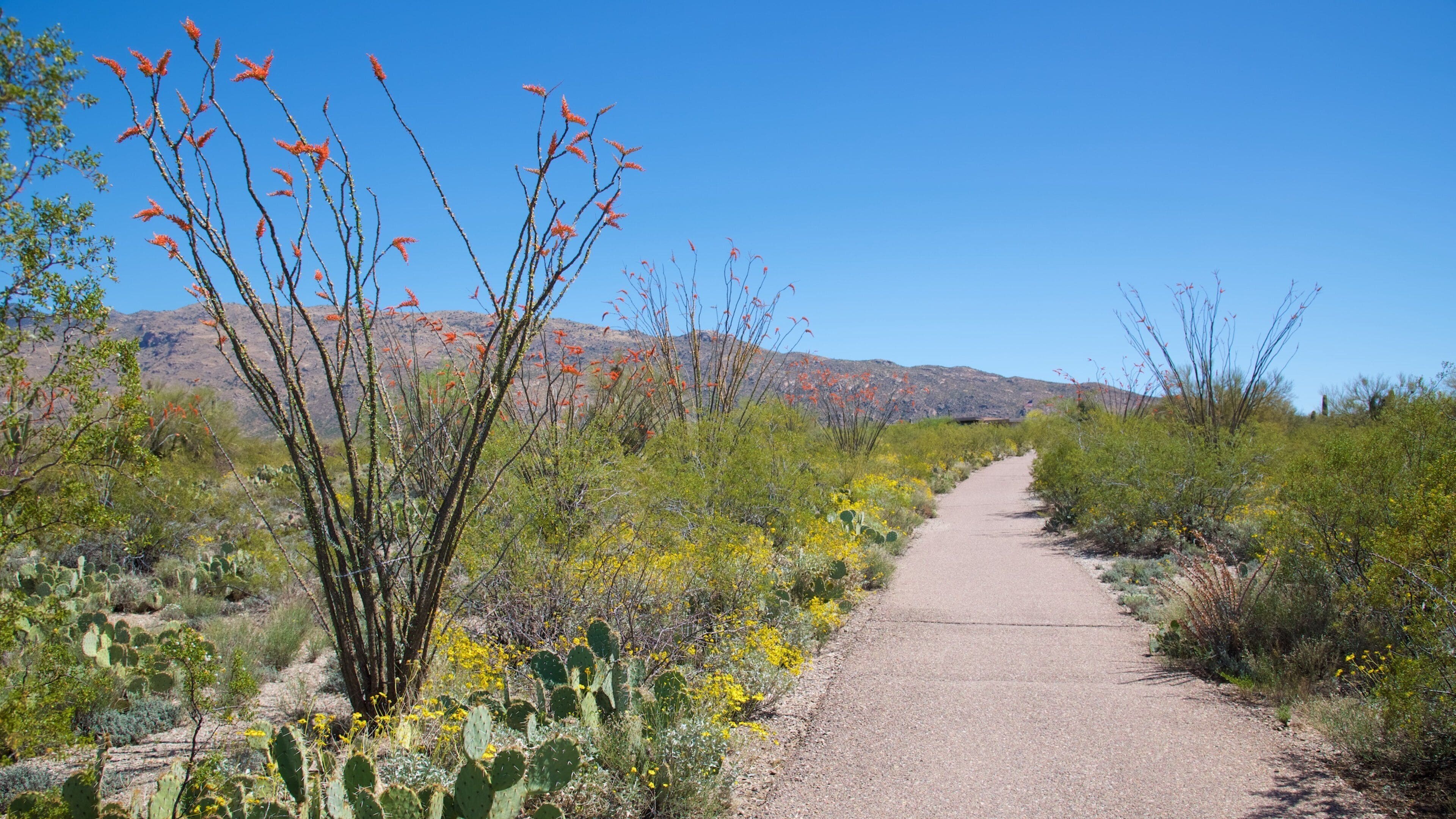 Southern Arizona showing wildflowers and tranquil scenes