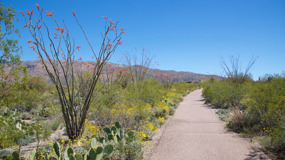 A gravel path through a desert landscape with cacti and flowering plants.