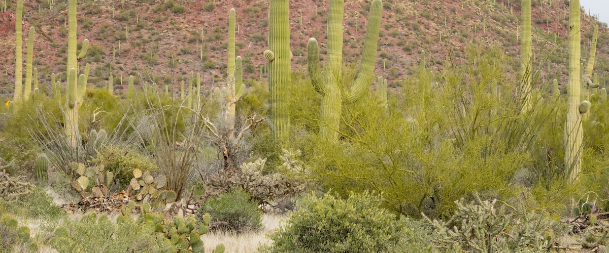 Arizona, Coronado National Forest. Saguaro cactus forest desert scene