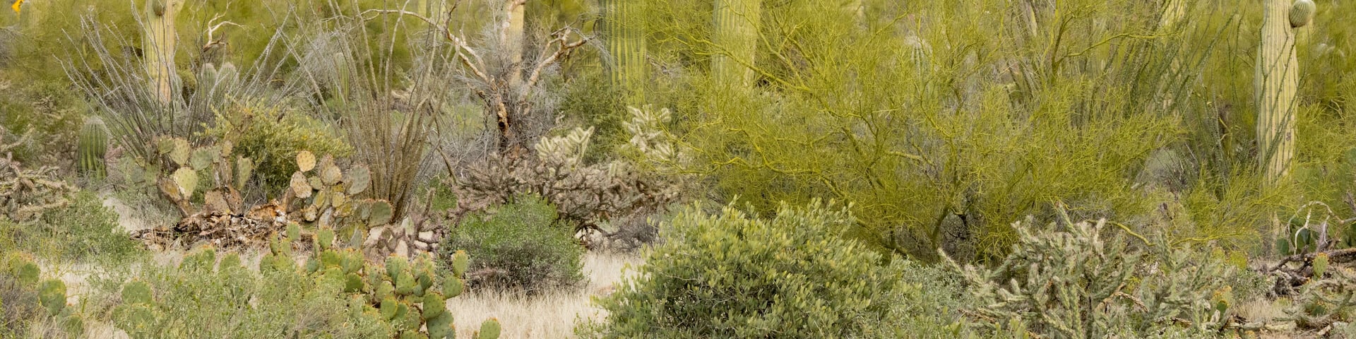 Arizona, Coronado National Forest. Saguaro cactus forest desert scene