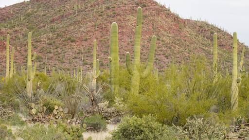 Arizona, Coronado National Forest. Saguaro cactus forest desert scene
