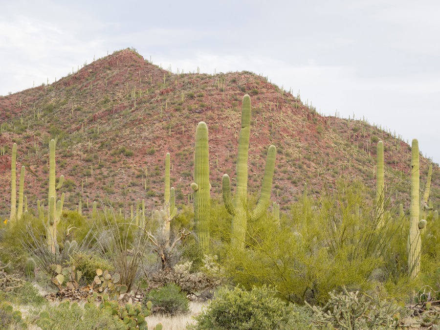 Arizona, Coronado National Forest. Saguaro cactus forest desert scene