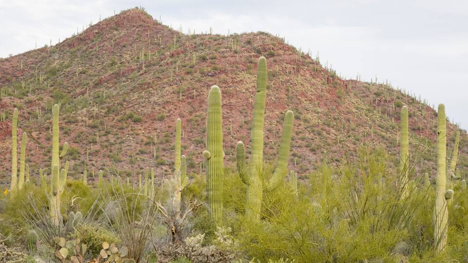 A desert landscape with tall cacti and a red mountain in the background.