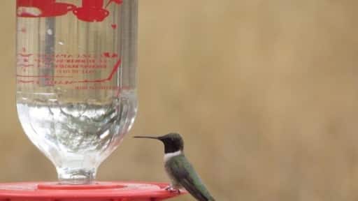 Hummingbird at feeder