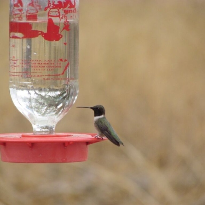 Hummingbird at feeder