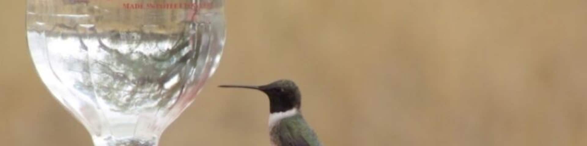 Hummingbird at feeder