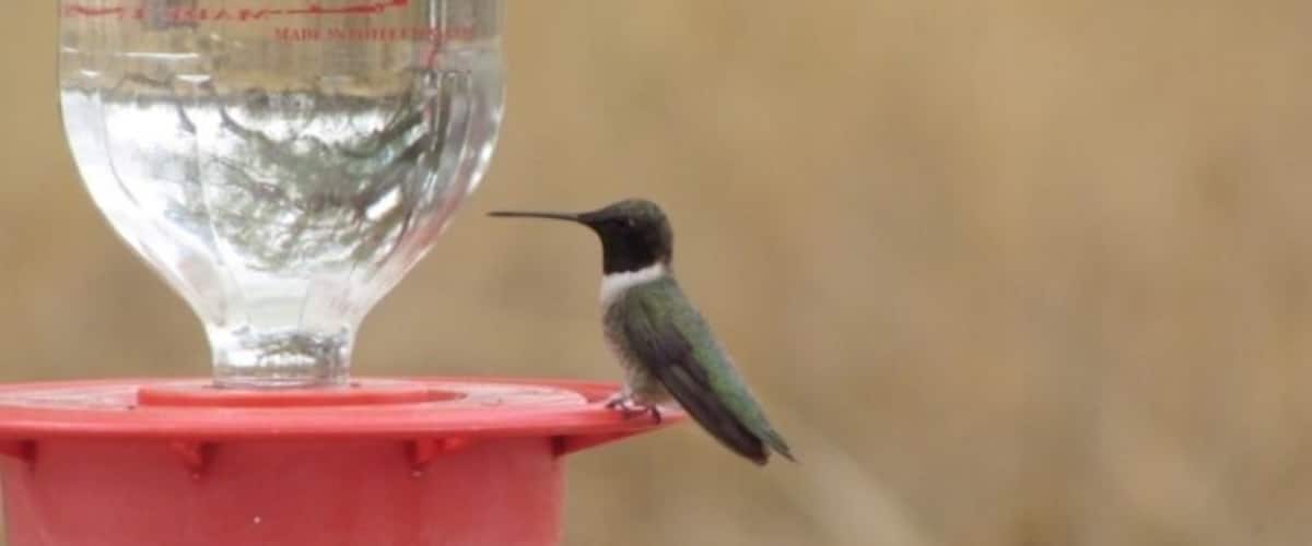 A hummingbird at a red bird feeder with a clear water container.