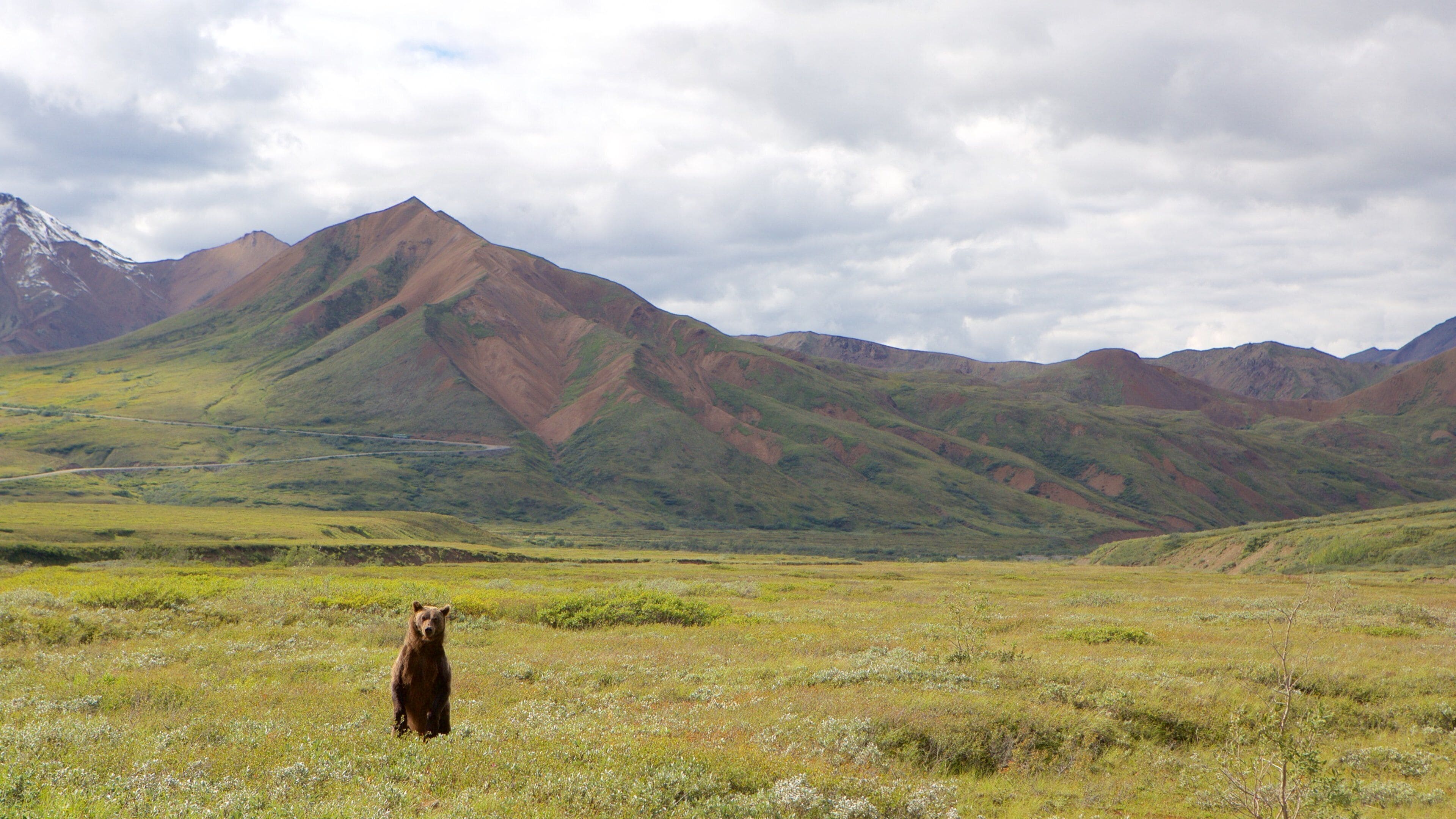 Denali National Park bevat bergen en gevaarlijke dieren