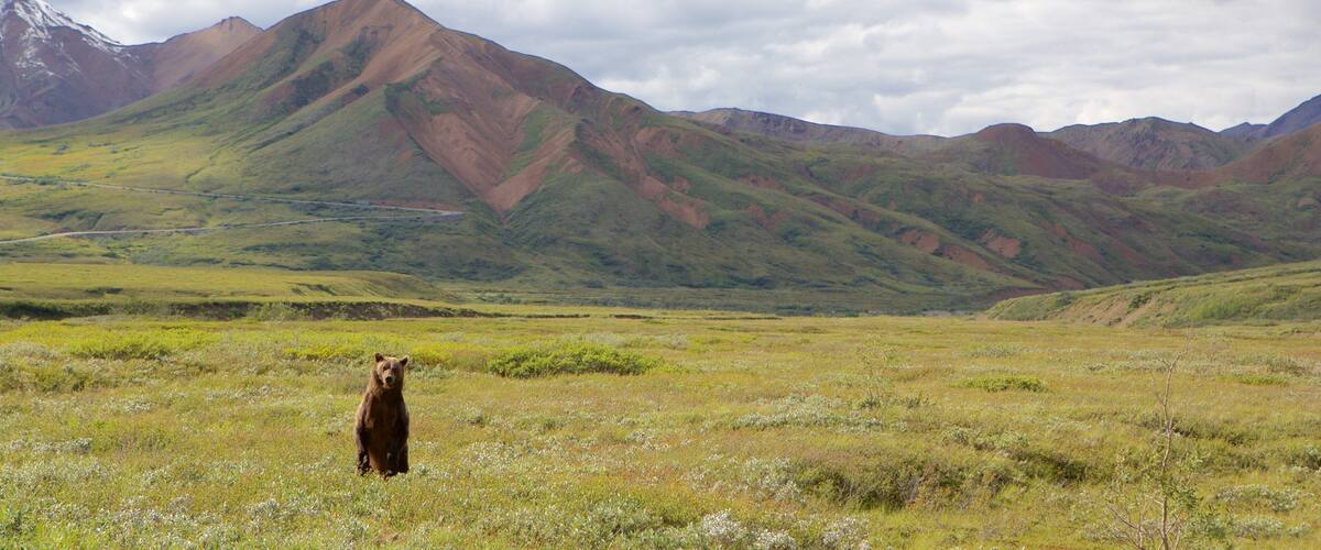 Denali National Park bevat bergen en gevaarlijke dieren