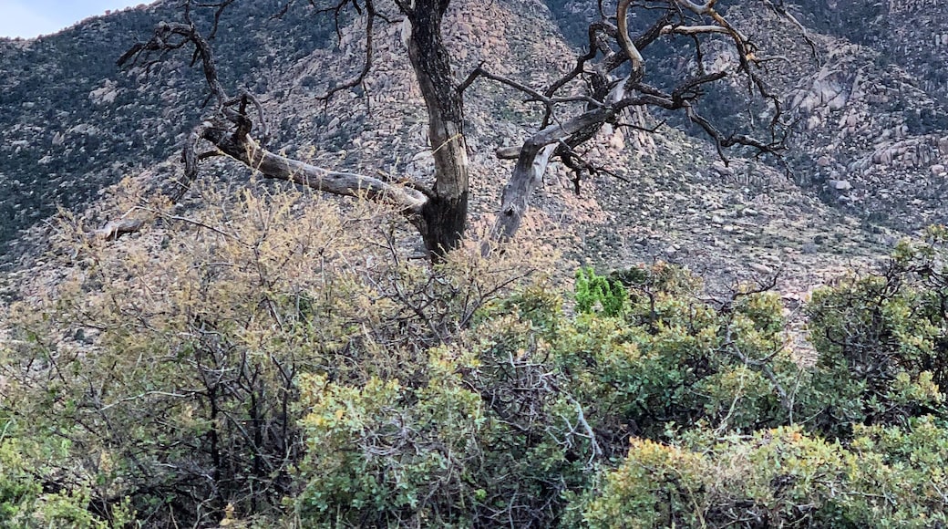 Only the strong survive, Granite mountain trailhead #adventure