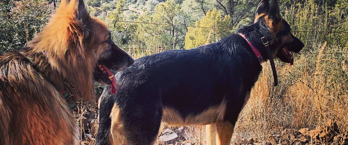 Two dogs standing on a mountain overlooking a forested valley with mountains in the background.