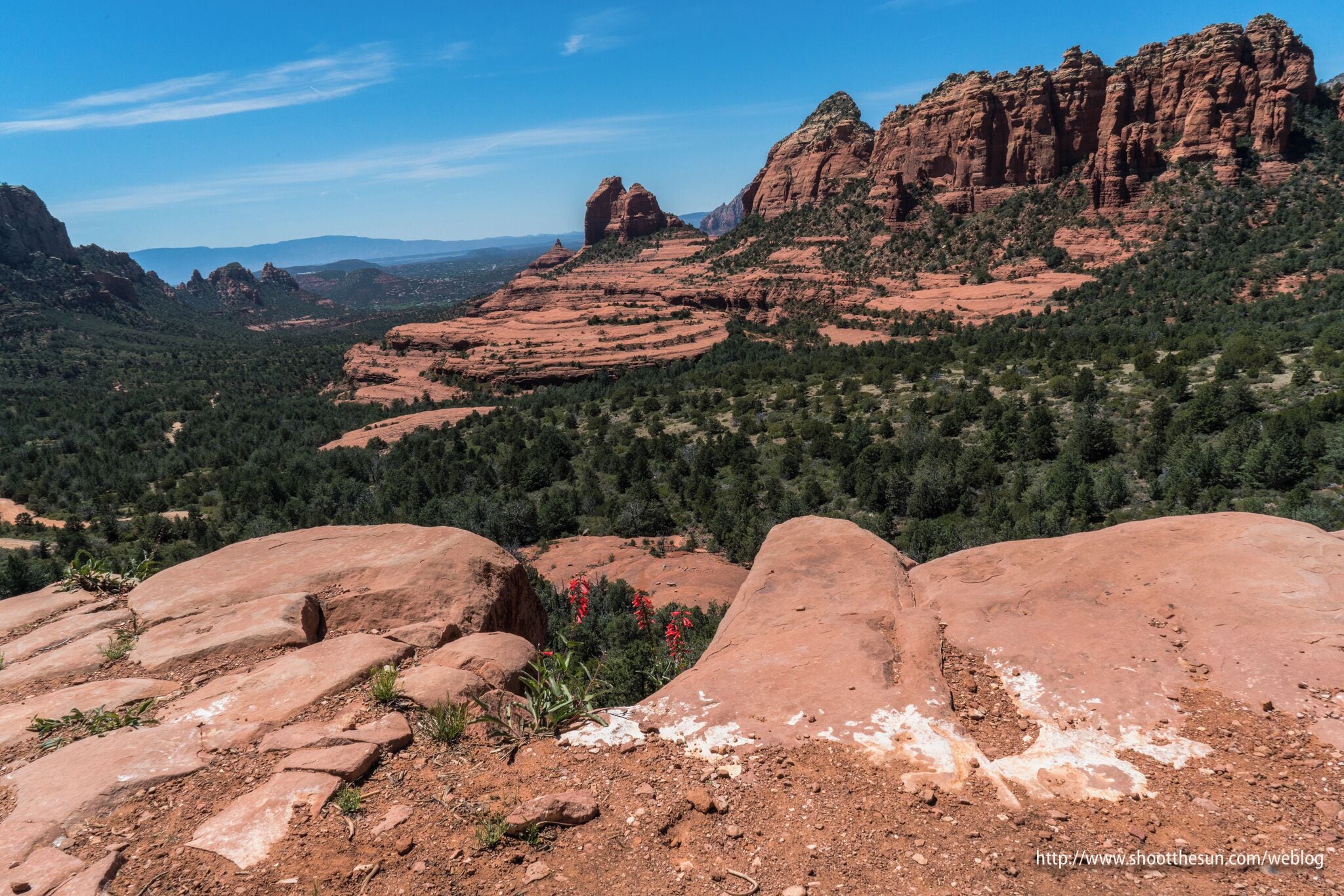 Firecracker Bush growing up from the cliffside near the northern terminus of the Munds Wagon Trail.