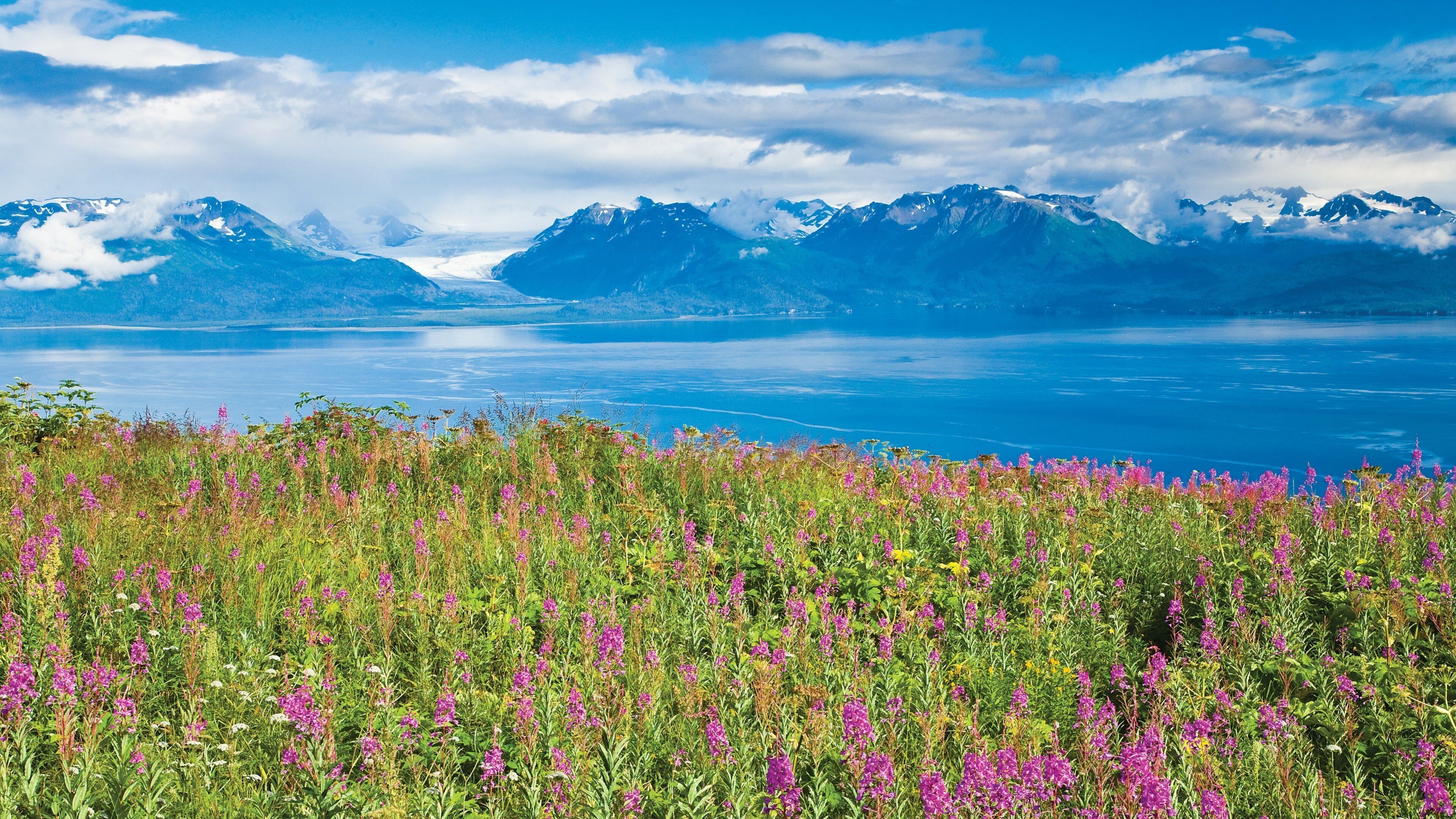 Kenai Peninsula showing mountains, flowers and a lake or waterhole