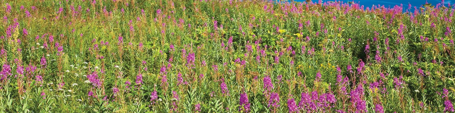 A mountainous landscape with a lake and purple wildflowers in the foreground.