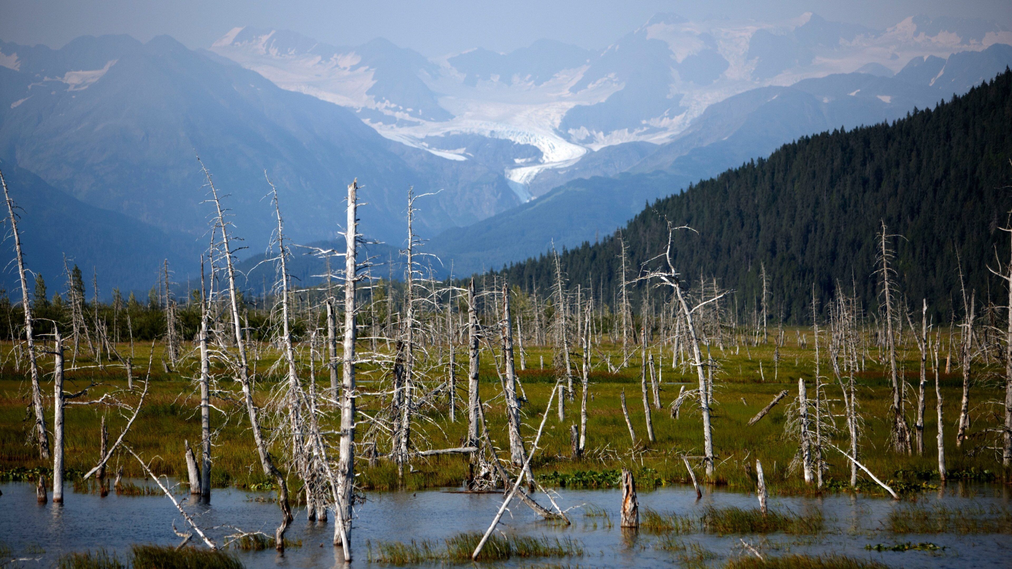 A landscape with dead trees in a wetland area, mountains in the background, and a glacier.