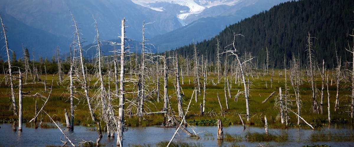 A landscape with dead trees in a wetland area, mountains in the background, and a glacier.