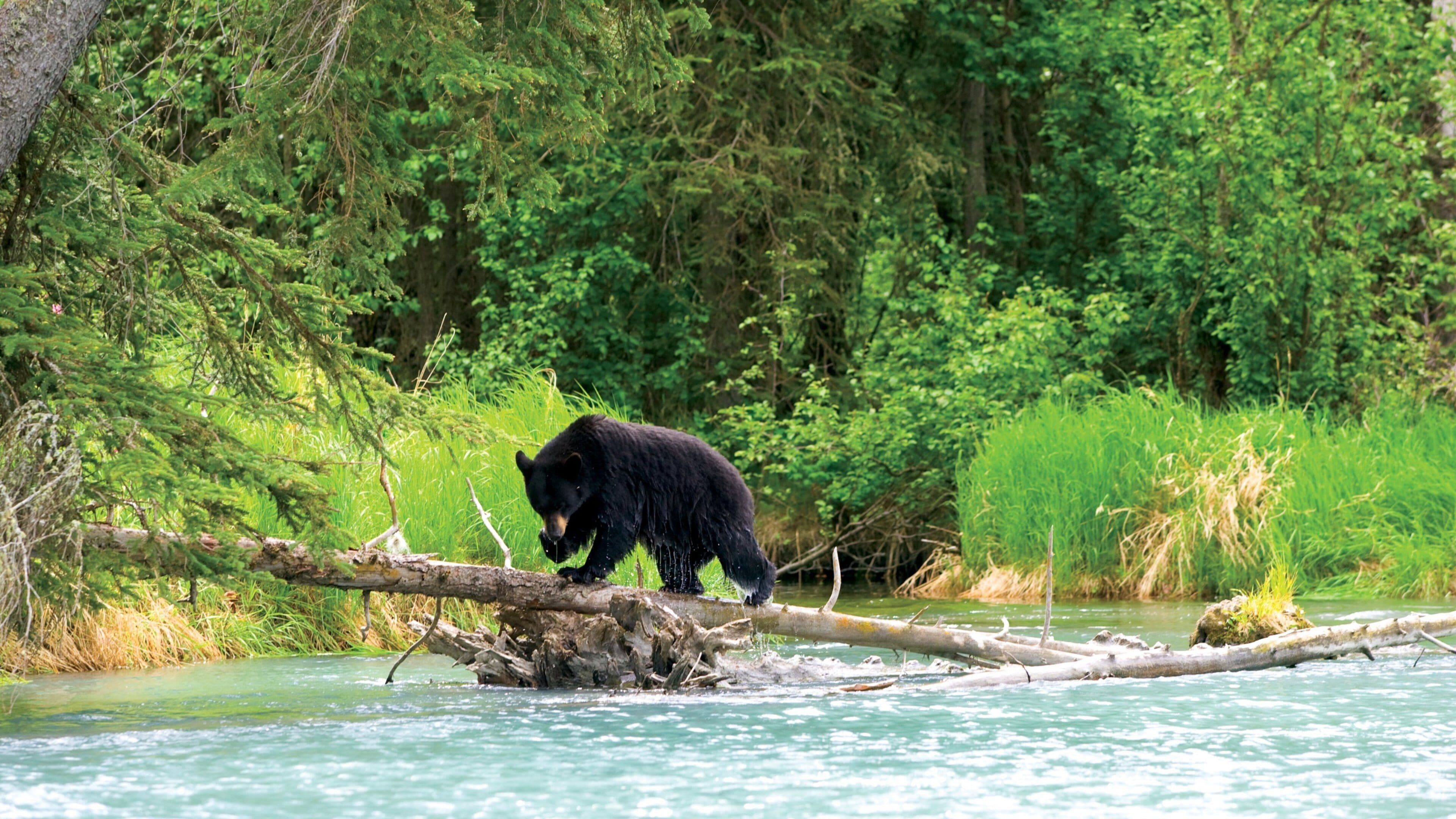 A black bear walking on a fallen tree over a river surrounded by dense green forest.