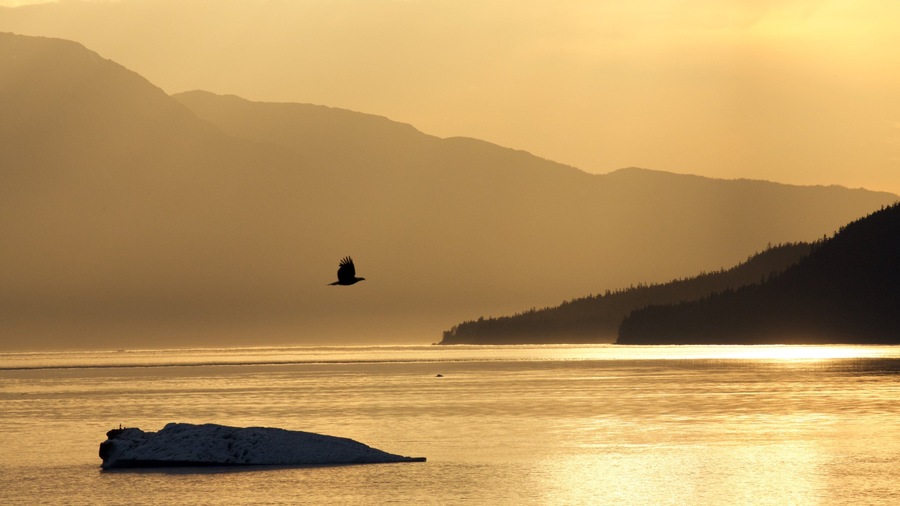 Southeast Alaska - Inside Passage showing mist or fog, a sunset and bird life
