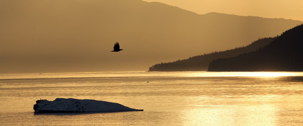A bird flying over a calm body of water with mountains in the background.