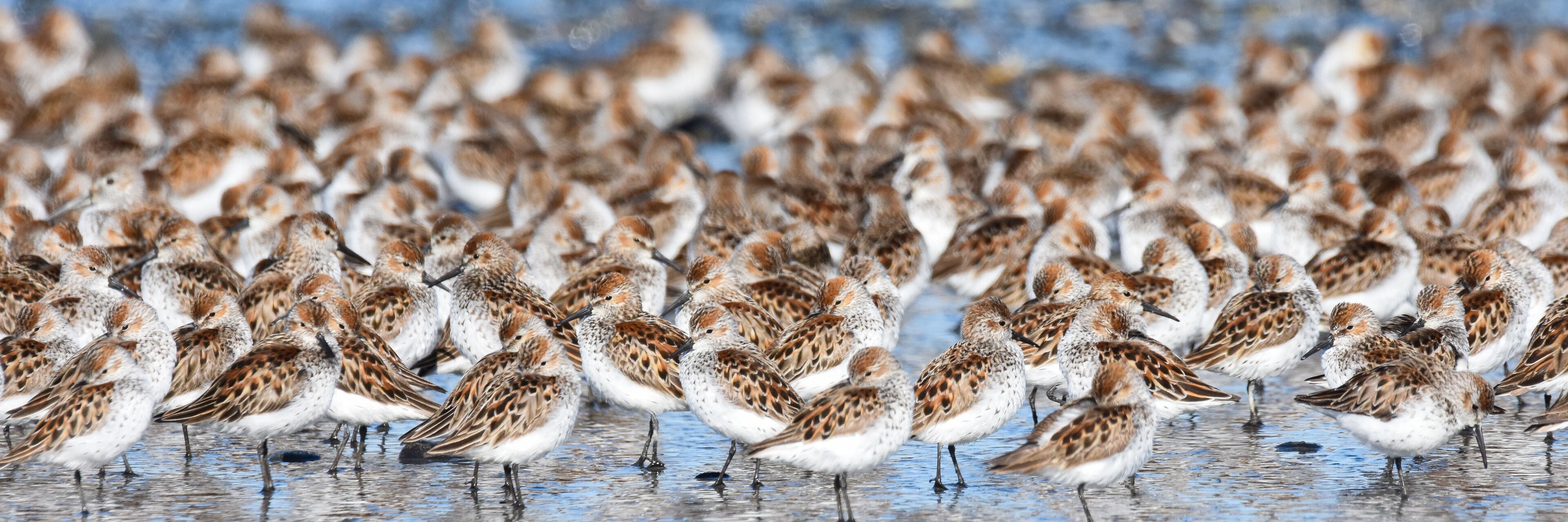 A flock of Western Sandpipers gathers along the Alaskan coast during spring migration.