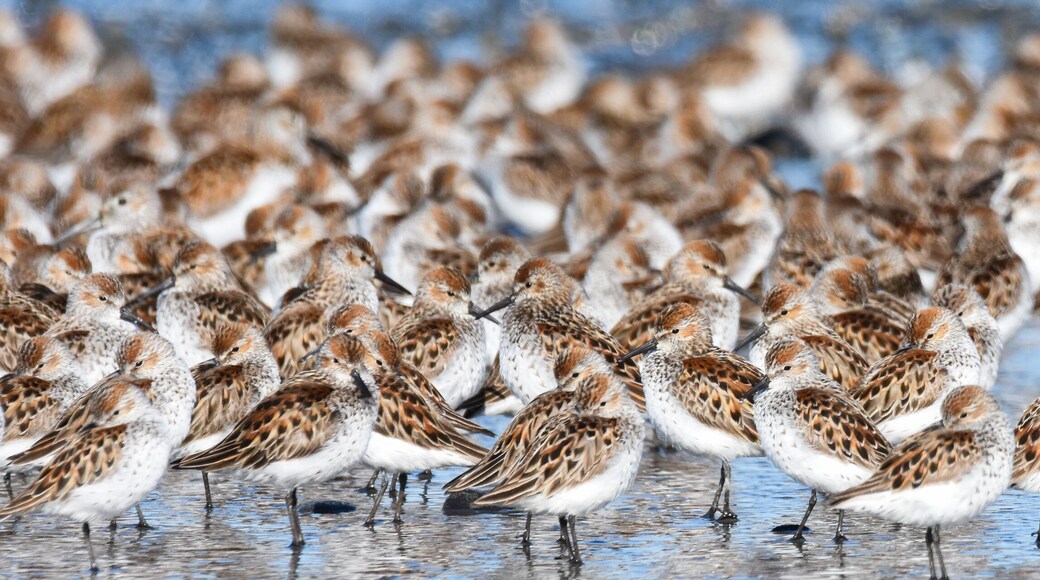 A flock of Western Sandpipers gathers along the Alaskan coast during spring migration.