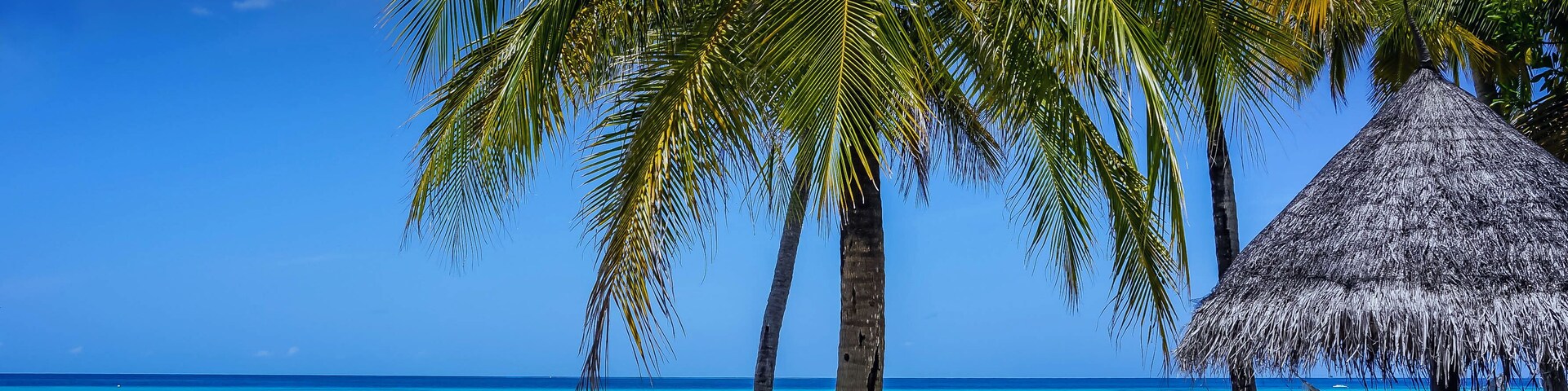 Una playa con palmeras, una cabaña de techo de paja y una hamaca.