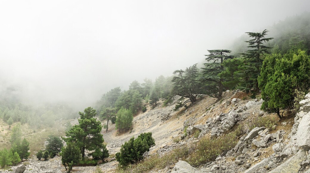 Cedar of Lebanon Cedrus libani forest in the mist and fog near Tahtali mountain in Turkey. Rare and endangered species of trees