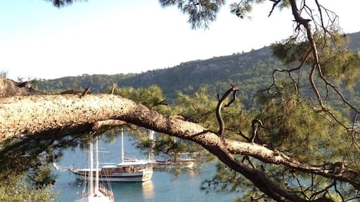 Amazingly beautiful!