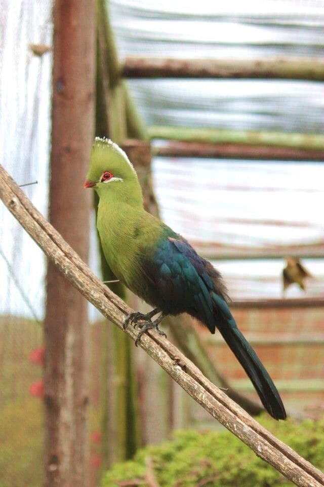 Knysna Loerie at African Dawn Wildlife Sanctury