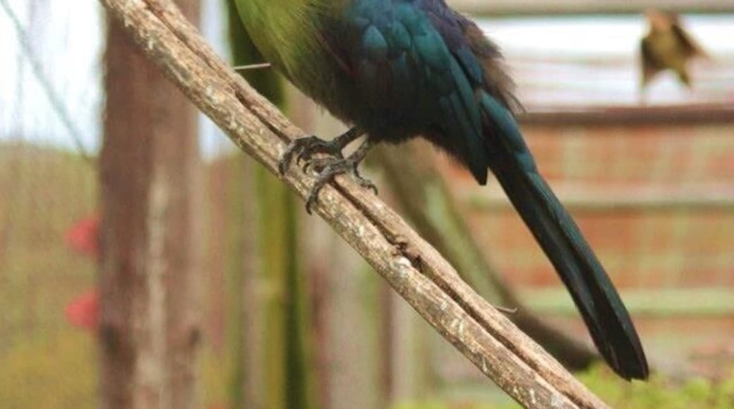 Knysna Loerie at African Dawn Wildlife Sanctury