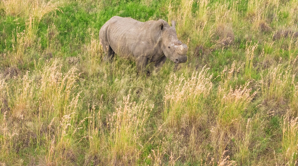 Aerial view of rhino in grassland, Mahikeng Game Reserve, South Africa.