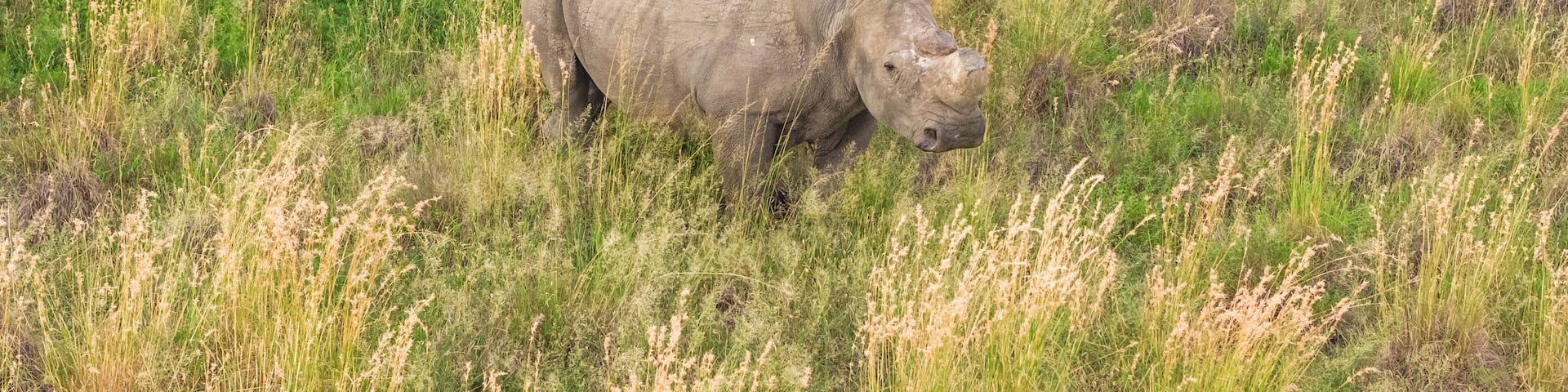 Aerial view of rhino in grassland, Mahikeng Game Reserve, South Africa.