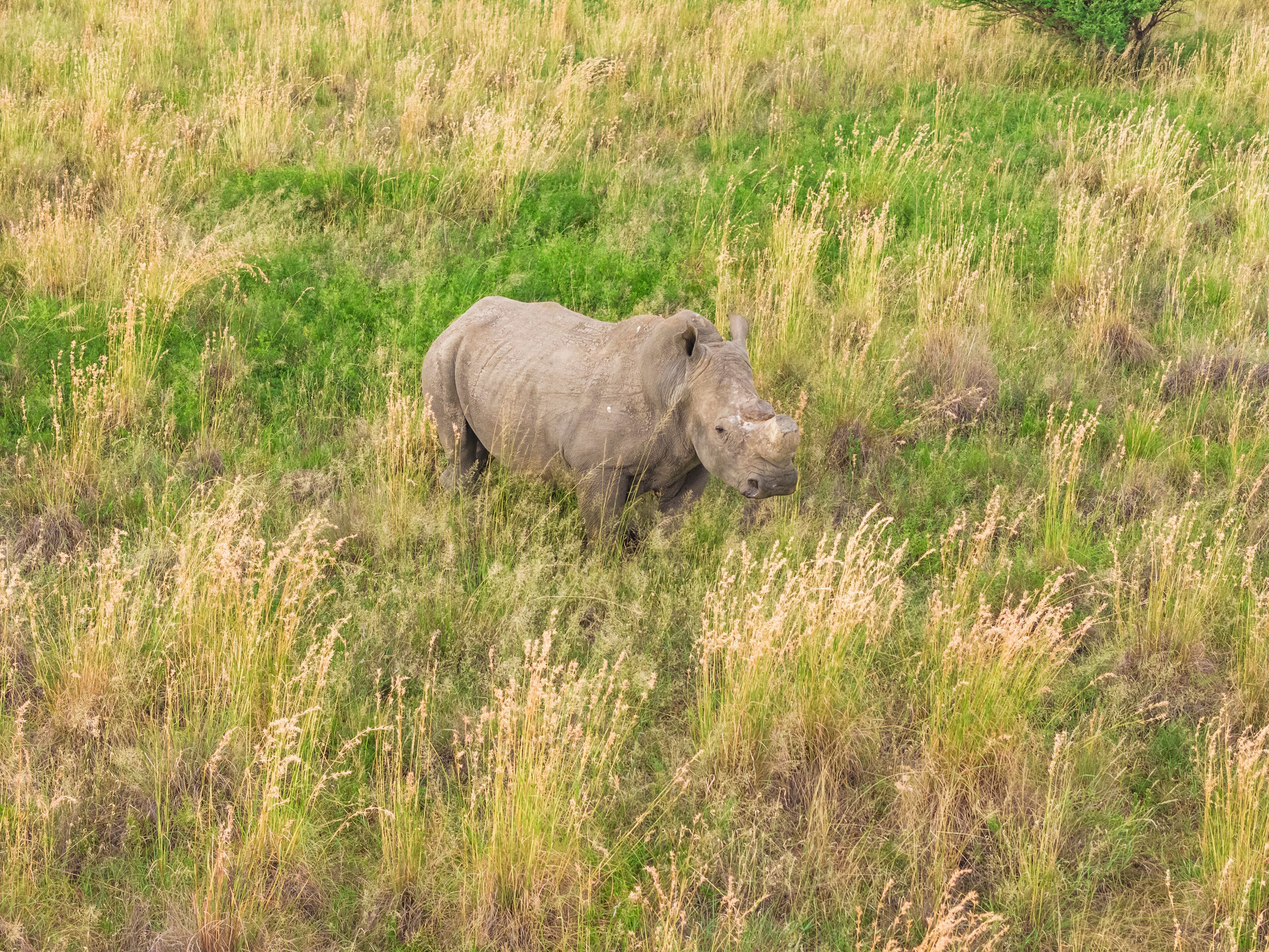 A rhinoceros in a grassy field.