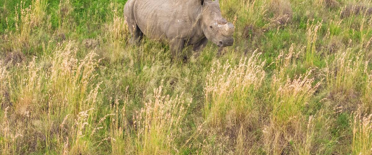 A rhinoceros in a grassy field.