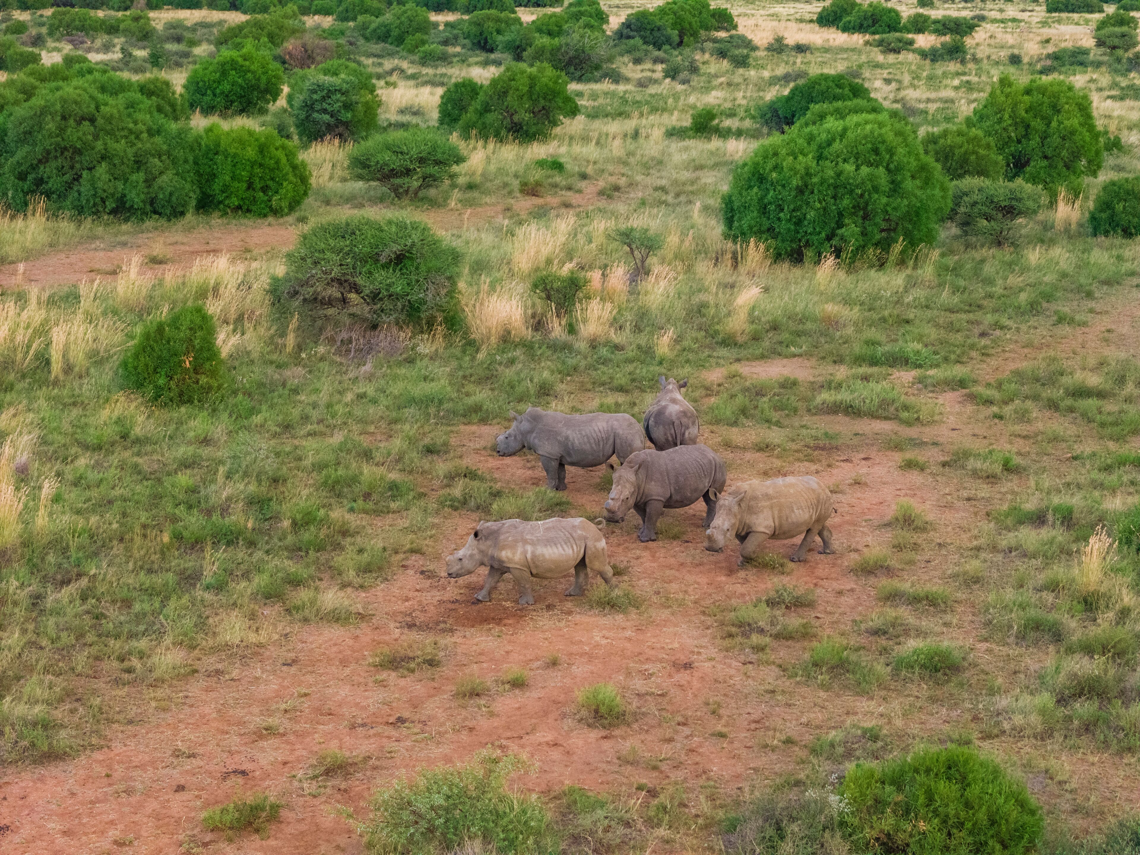 Aerial view of rhinos grazing in Mahikeng Game Reserve, Mafikeng NU, South Africa.