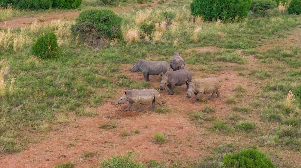 Aerial view of rhinos grazing in Mahikeng Game Reserve, Mafikeng NU, South Africa.