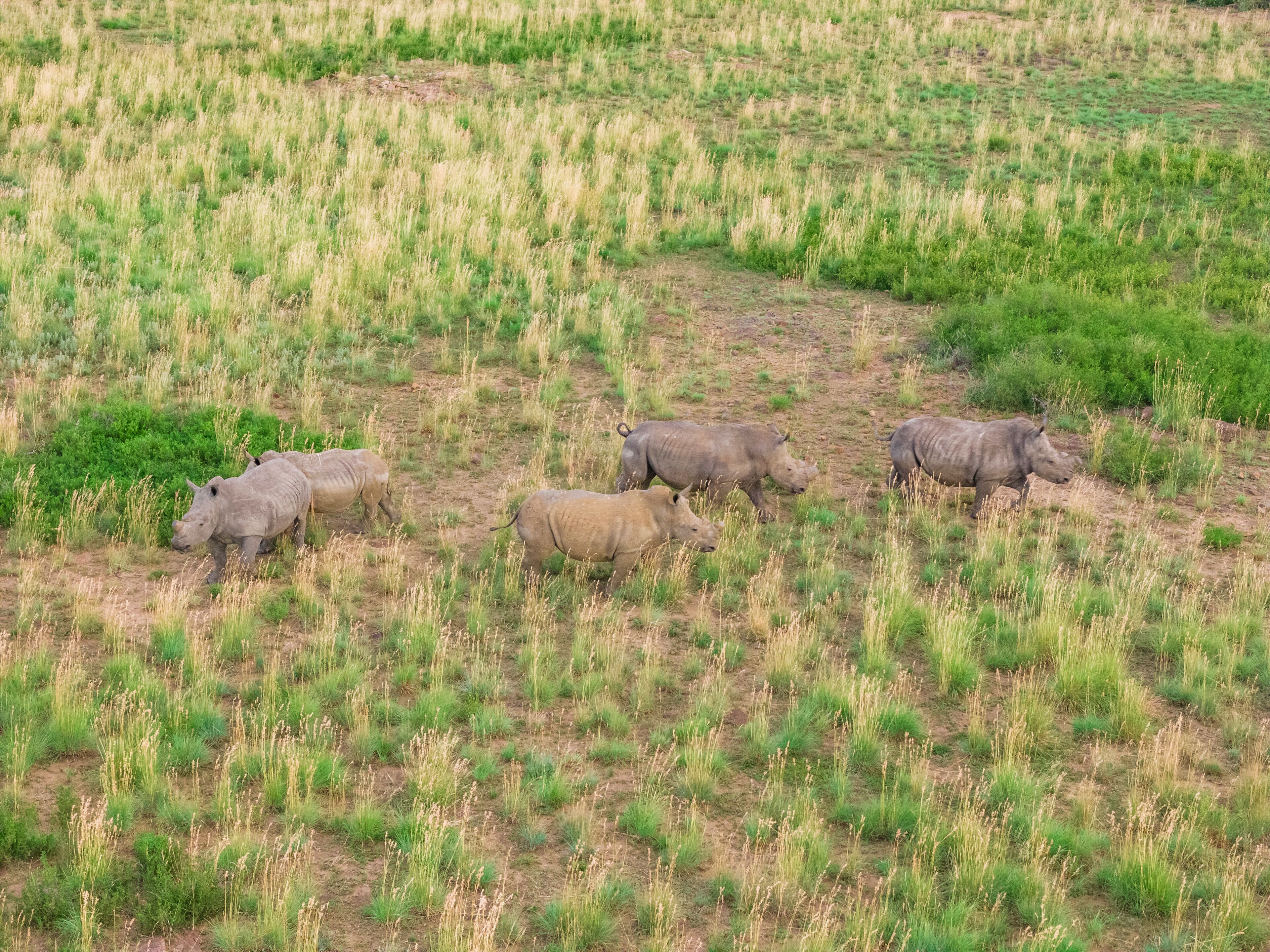 Aerial view of rhinos grazing in Mahikeng Game Reserve, Mafikeng NU, South Africa.