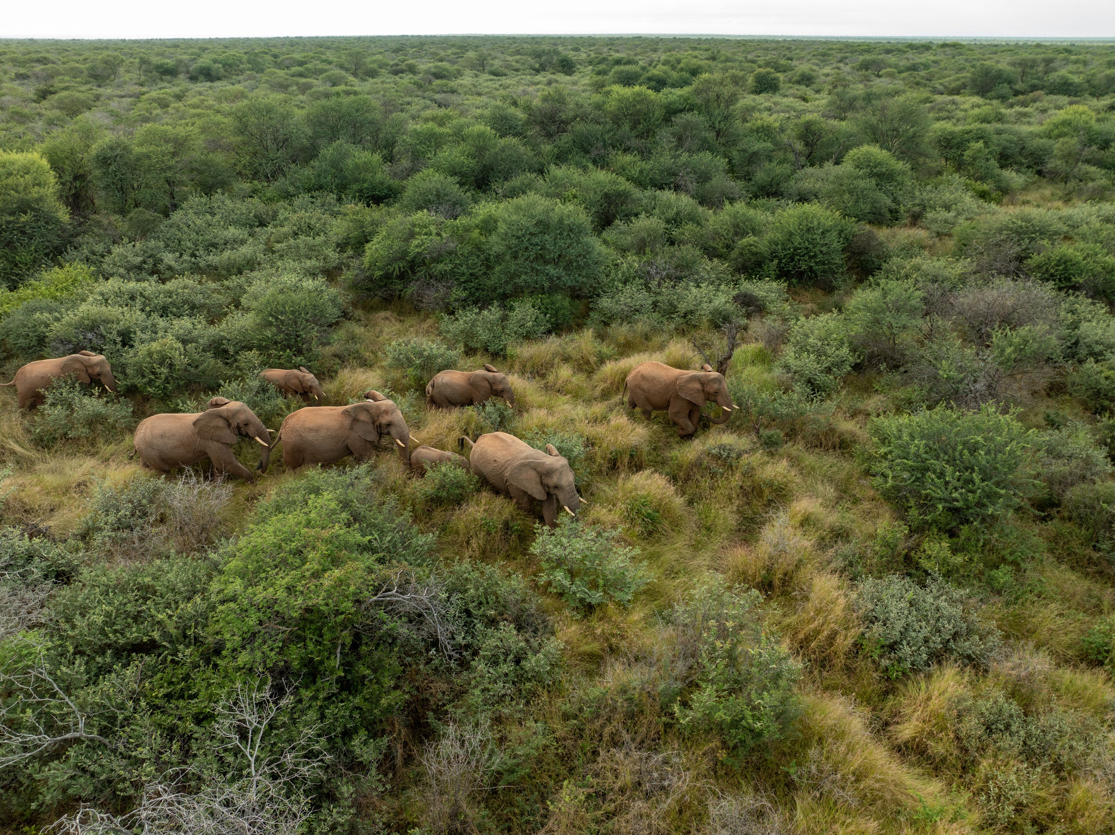 Aerial view of elephants moving through the green and yellow grassy landscape, Tumbeta Reserve, Thabazimbi, South Africa.
