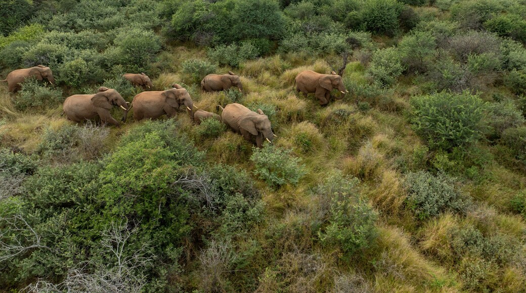 Aerial view of elephants moving through the green and yellow grassy landscape, Tumbeta Reserve, Thabazimbi, South Africa.