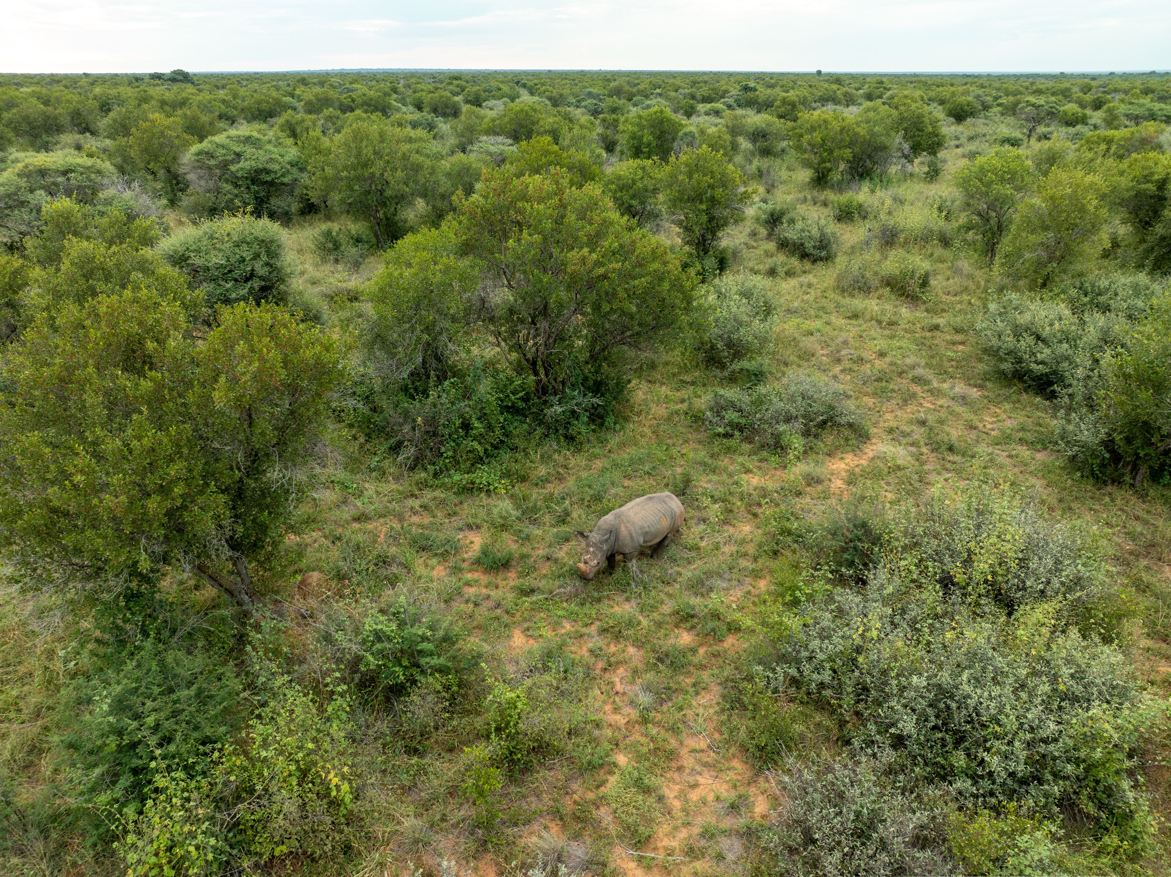 Aerial view of a rhino grazing peacefully amongst the vibrant green and golden hues of the Tumbeta Reserve landscape, Tumbeta Reserve, Thabazimbi, South Africa.