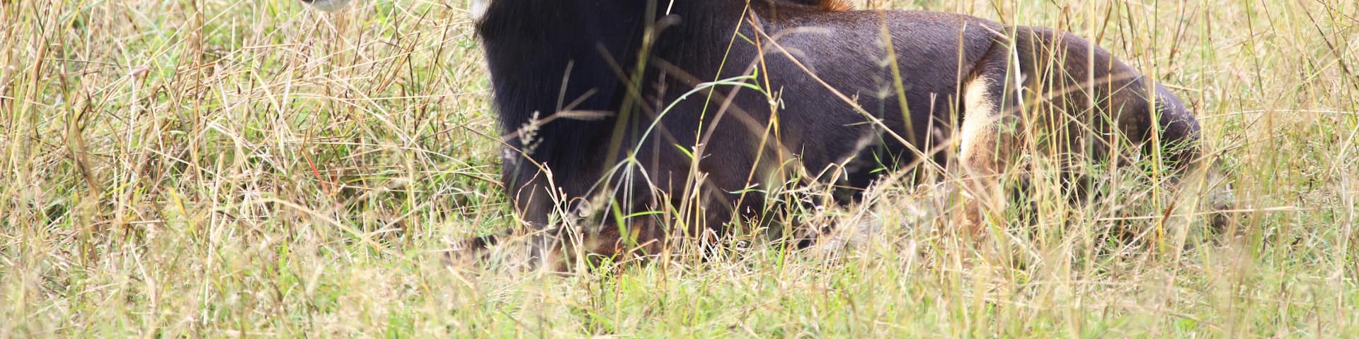 South Africa, Limpopo, Waterberg District Municipality, Thabazimbi, Rare Sable antelope