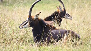 South Africa, Limpopo, Waterberg District Municipality, Thabazimbi, Rare Sable antelope