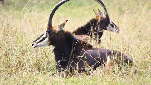 South Africa, Limpopo, Waterberg District Municipality, Thabazimbi, Rare Sable antelope