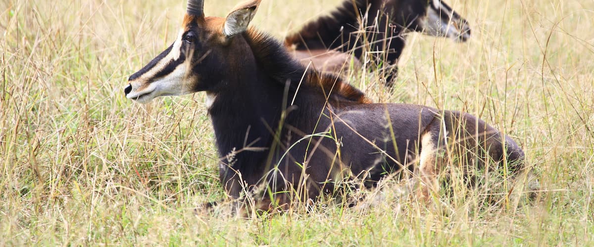 Two antelopes in a grassy field.
