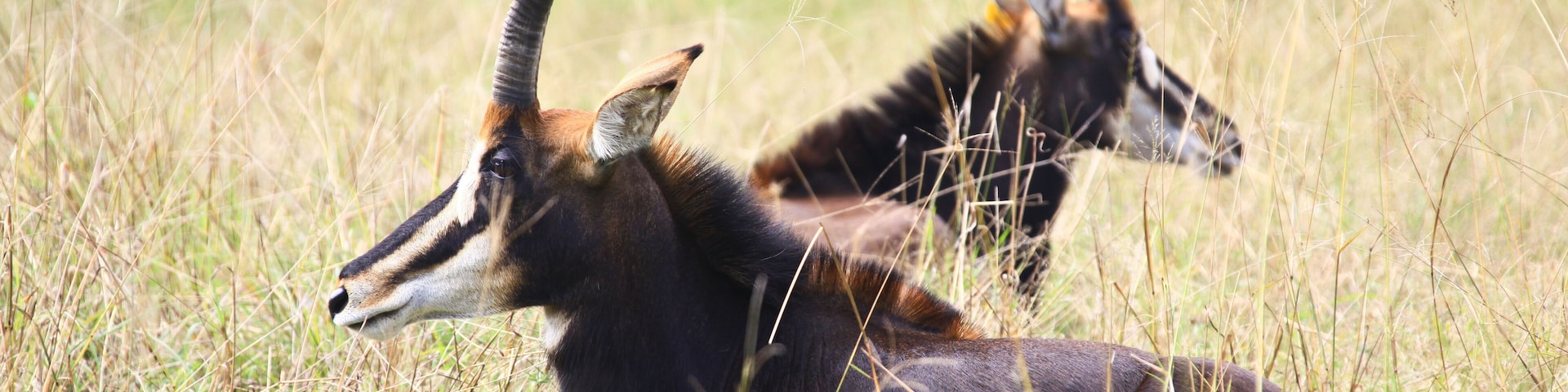 Two antelopes in a grassy field.