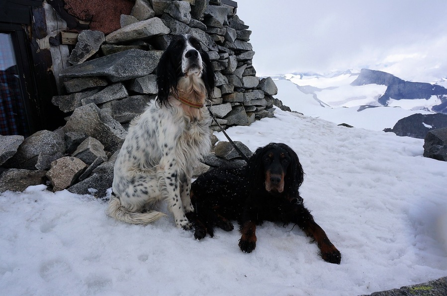 Summit of the highest point in Norway.