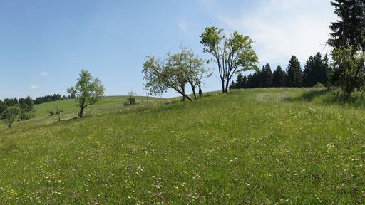 Wiese bei Rechenberg-Bienenmühle