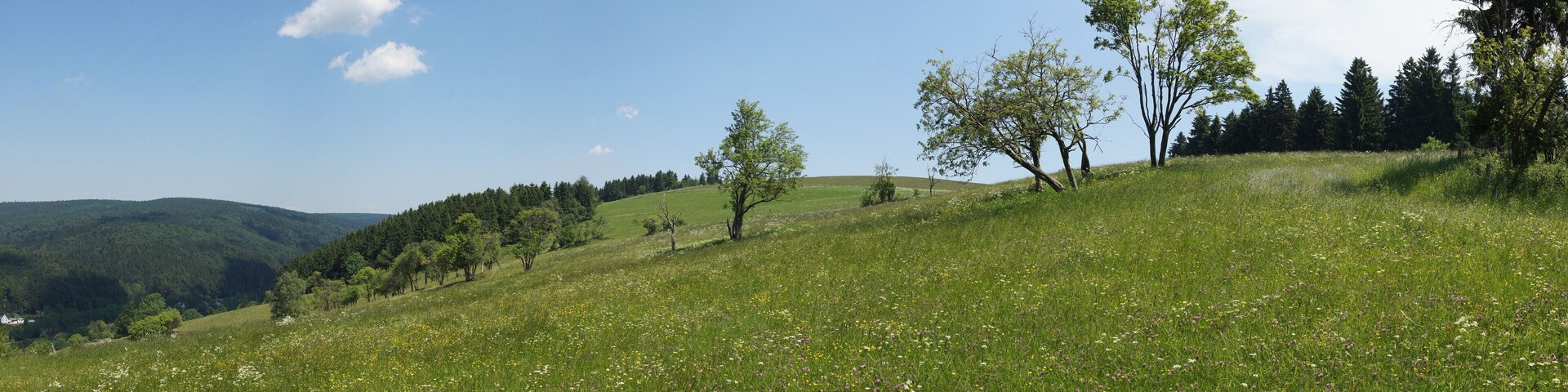 Wiese bei Rechenberg-Bienenmühle