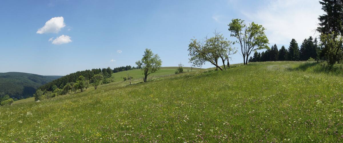 A grassy hillside with trees and a forest in the background.