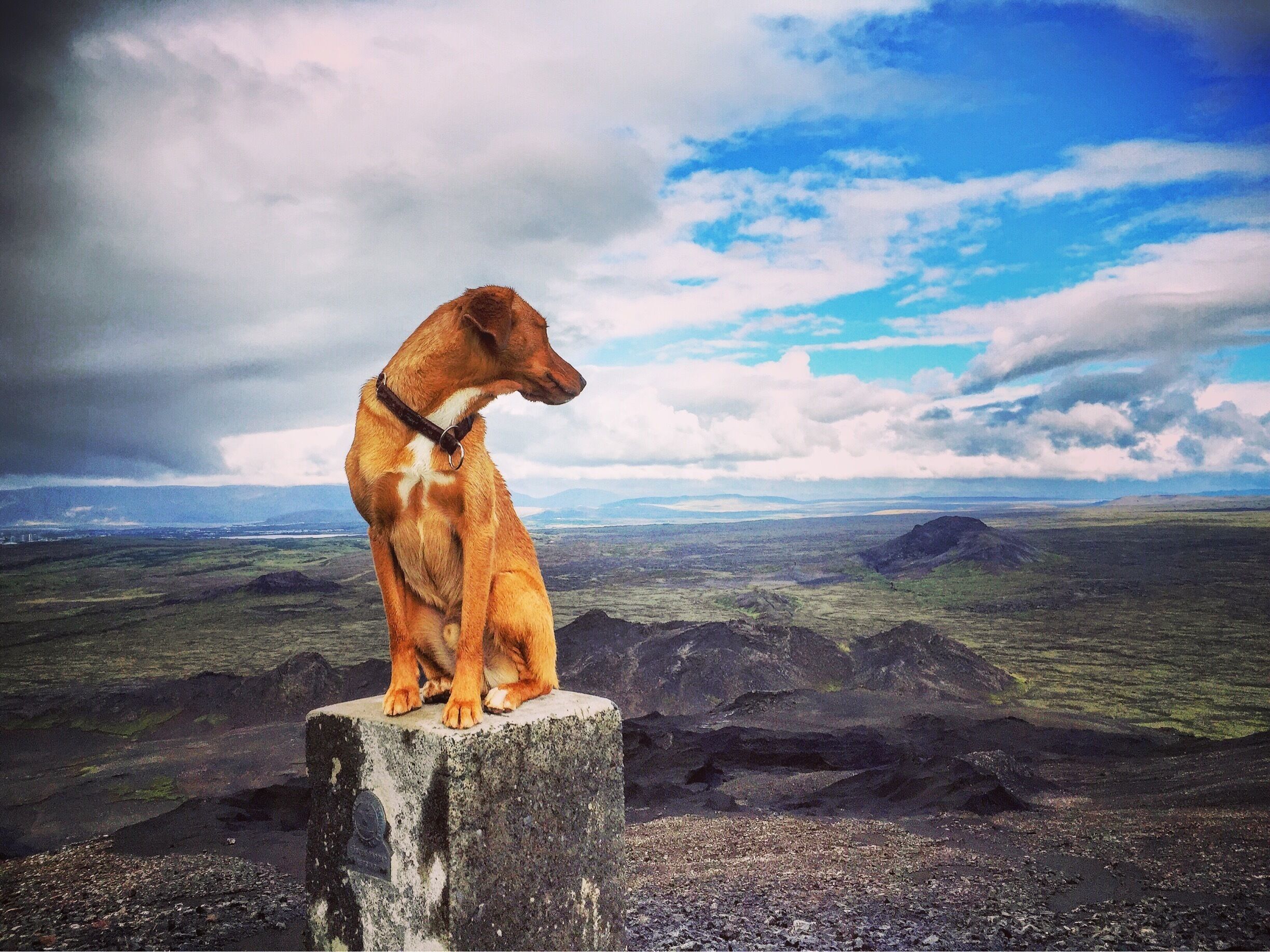 We took a awsome #hike today 🐶☀️ 19,2 km through Búrfellsgjá and over Búrfell, then up on top of #mountain Helgafell and then we walked at and on top of mountain Húsfell and then back to Búrfell and through Búrfellsgjá 💪🏻👍🏻
in this photo on top of mt.Helgafell and mt.Húsfell in the background 😊
#hiking
#iceland
#dog
